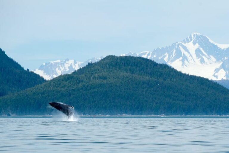From Juneau: Whale Watching Cruise with Snacks - Why This Tour Stands Out