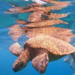 From Ka'anapali: West Maui Half-Day Snorkel Tour w/ Food - A Deep Dive into the Experience