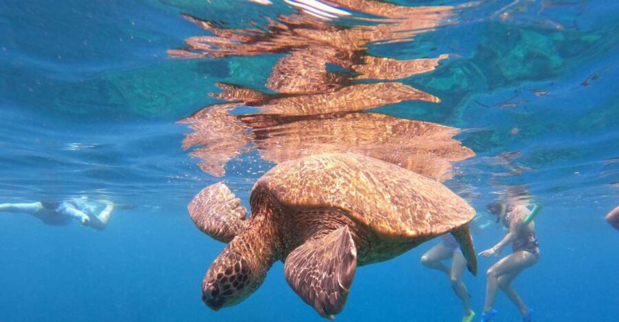 From Ka'anapali: West Maui Half-Day Snorkel Tour w/ Food - A Deep Dive into the Experience