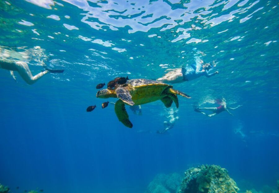 From Kihei: Molokini Snorkel 2-Hour Adventure - What Makes This Tour Stand Out