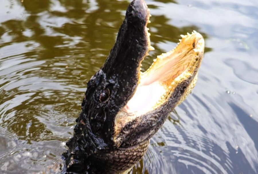 From Lafitte: Swamp Tours South of New Orleans by Airboat - Who Would Love This Tour?