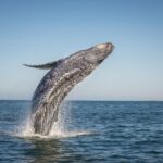 From Ma'alaea: Afternoon Whale Watch Tour Aboard the Malolo - To sum it up