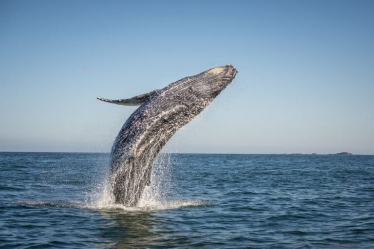 From Ma'alaea: Afternoon Whale Watch Tour Aboard the Malolo - To sum it up