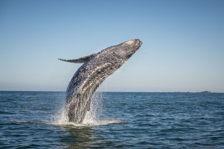 From Ma'alaea: Afternoon Whale Watch Tour Aboard the Malolo - To sum it up