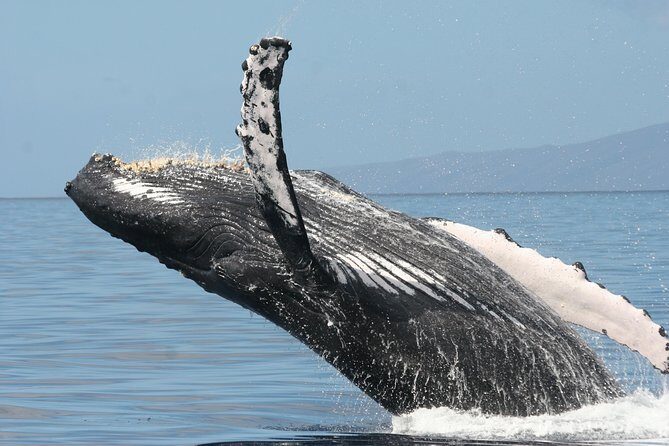 From Ma'alaea Harbor, Maui: Whale Watch Cruise Aboard Malolo - Final Thoughts: Is It Worth It?