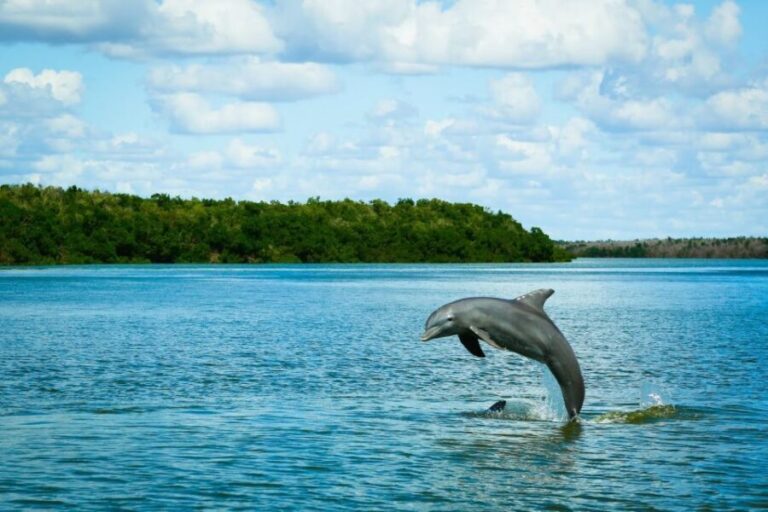 From Miami: Everglades Tour w/ Wet Walk, Boat Trips, & Lunch - Value and Pricing