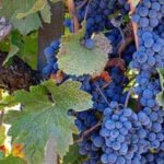From Napa: St. Helena Wine Tour with Tastings - The Value of the Tour