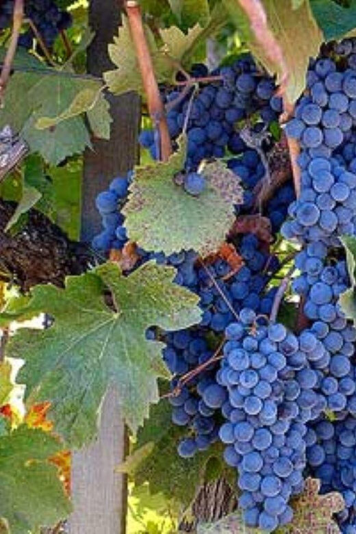 From Napa: St. Helena Wine Tour with Tastings - The Value of the Tour