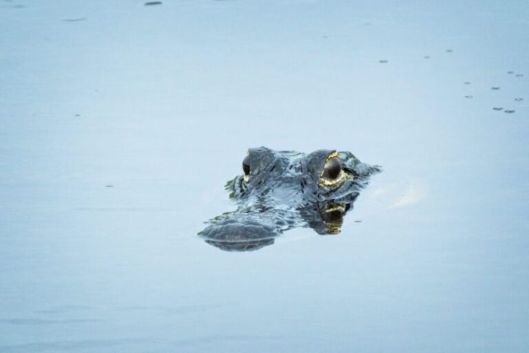 From Naples: 10,000 Islands Boat Trip & Everglades Walk! - The Sum Up