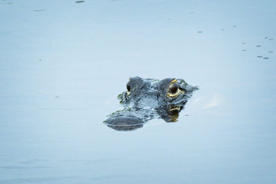 From Naples: 10,000 Islands Boat Trip & Everglades Walk! - The Sum Up