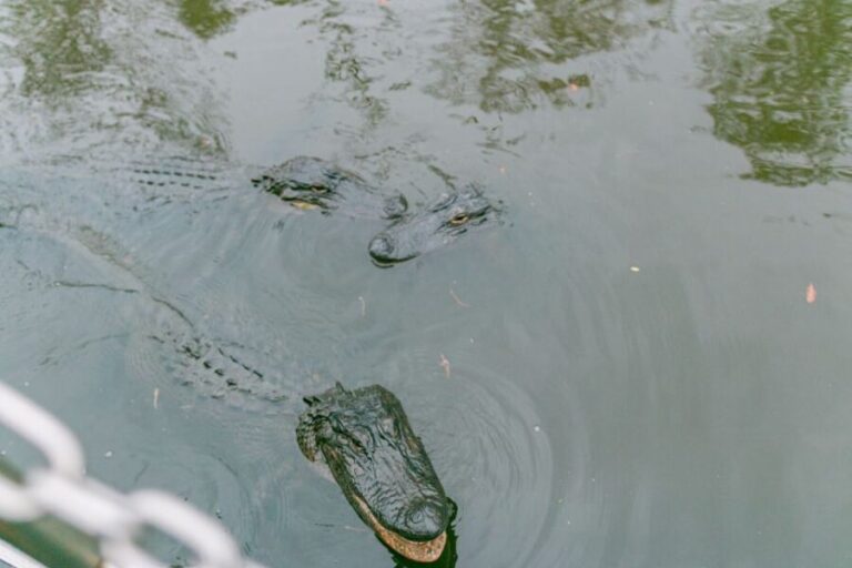 From New Orleans: Swamp Airboat, 2 Plantation Tours & Lunch - Who Should Book This Tour?