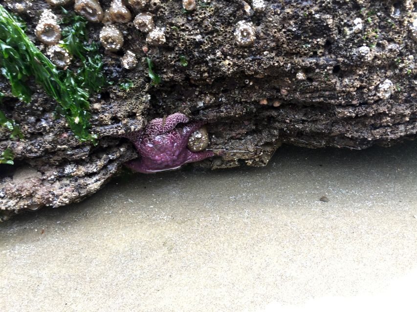 From Portland: Oregon Coast Day Trip Cannon Beach Area - Why This Tour Offers Great Value