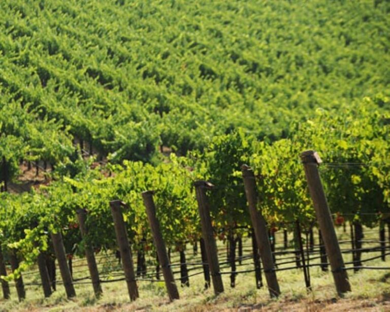 From San Francisco: Benziger's Wine Wonderland Tour - Who Should Consider This Tour?