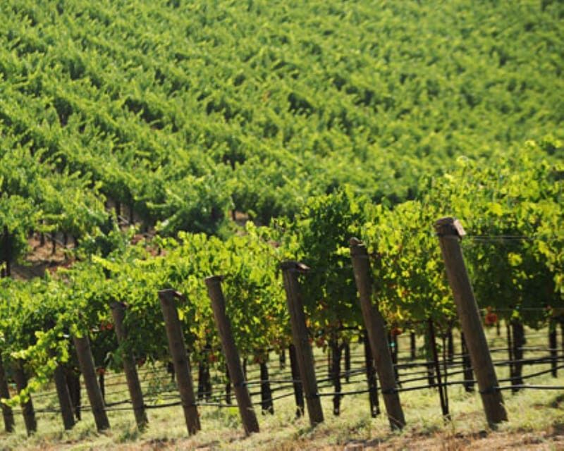 From San Francisco: Benziger's Wine Wonderland Tour - Who Should Consider This Tour?