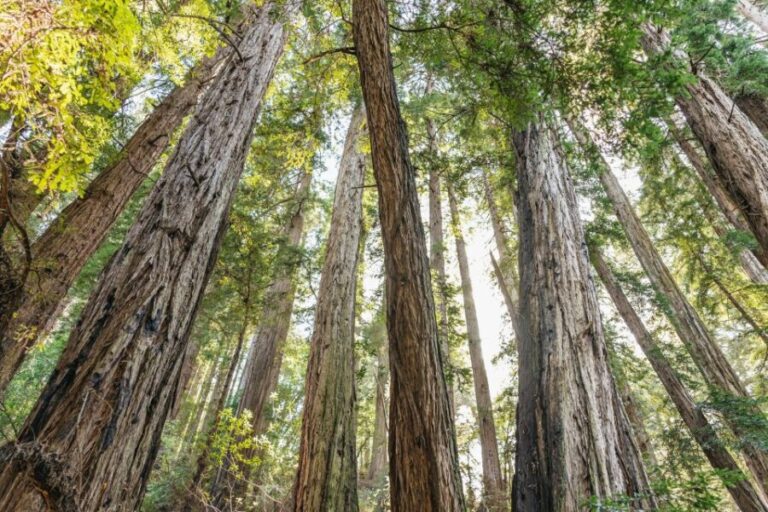 From San Francisco: Guided Muir Woods Tour - The Itinerary: What to Expect and Why It Matters