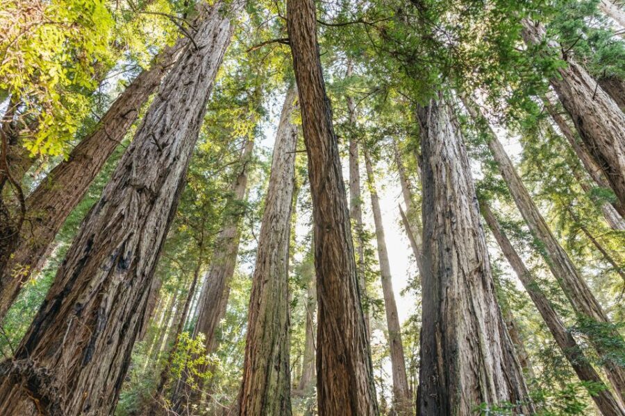From San Francisco: Guided Muir Woods Tour - The Itinerary: What to Expect and Why It Matters