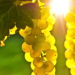 From San Francisco: Napa & Sonoma Valley Full-Day Wine Tour - What’s Included and What You Should Know