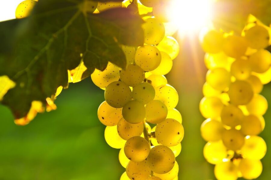 From San Francisco: Napa & Sonoma Valley Full-Day Wine Tour - What’s Included and What You Should Know