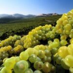 From San Francisco: Santa Rosa Wine Tasting Tour - Detailed Breakdown of the Itinerary