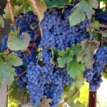 From San Francisco: Sonoma Private Wine Tour with Tastings - The Sum Up