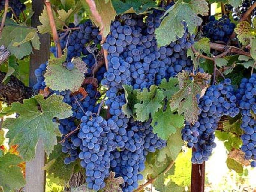 From San Francisco: Sonoma Private Wine Tour with Tastings - The Sum Up