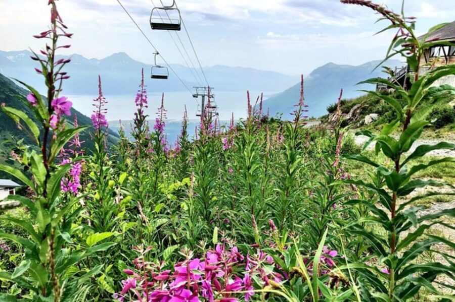 From Seward or Whittier: Guided Craft Tour and Ship Transfer - Who Will Love This Tour?