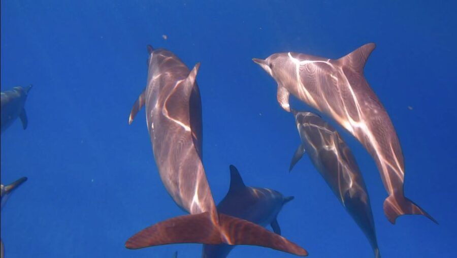From Waikiki: Turtle Canyon Snorkeling Tour - Why Choose This Snorkel Tour?
