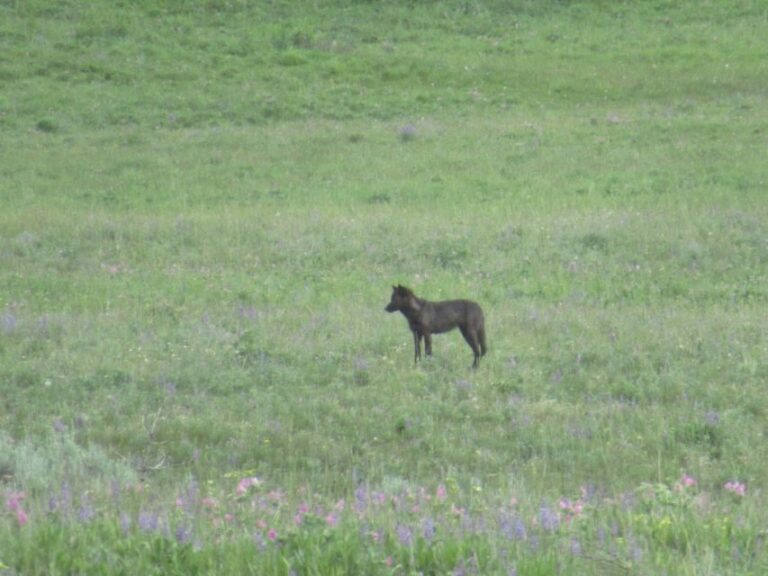 From West Yellowstone: Lamar Valley Wildlife Tour by Van - Authentic Experiences and Hidden Gems