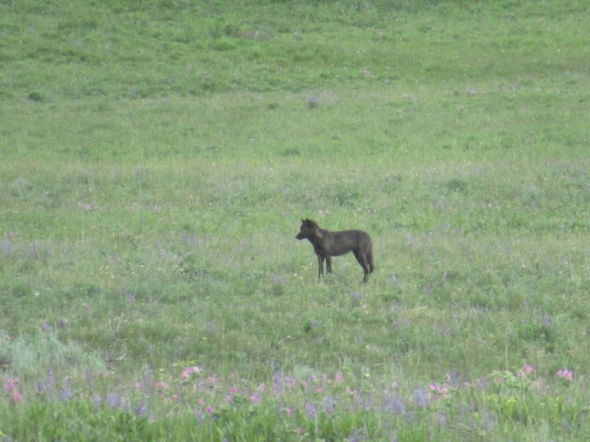 From West Yellowstone: Lamar Valley Wildlife Tour by Van - Authentic Experiences and Hidden Gems