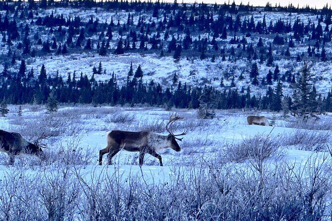 Full Alaskan Experience - What’s Included and What’s Not