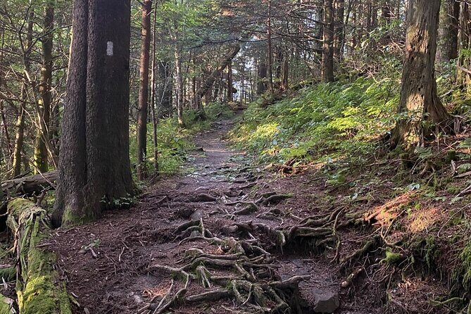 Full Day Hike to Charlies Bunion on the Appalachian Trail - Authentic Experiences: What Past Travelers Say