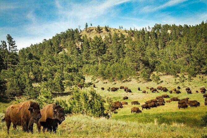 Full-Day Private Sightseeing Tour in South Dakota - The Practicalities: How the Tour Works