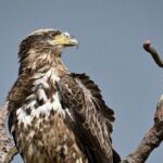 Full-Day Private Tour to Alligator River National Wildlife Refuge - Final Thoughts: Is It Worth It?