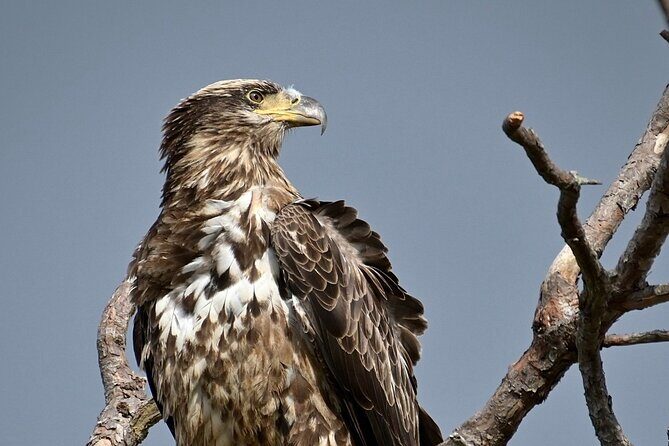 Full-Day Private Tour to Alligator River National Wildlife Refuge - Final Thoughts: Is It Worth It?