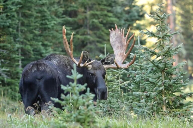 Full-Day RMNP Over the Top Tour - RMNPhotographer - How This Tour Fits Different Travelers