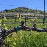 Full-Day Tour of Rogue Valley Wineries - Why This Tour Offers Great Value