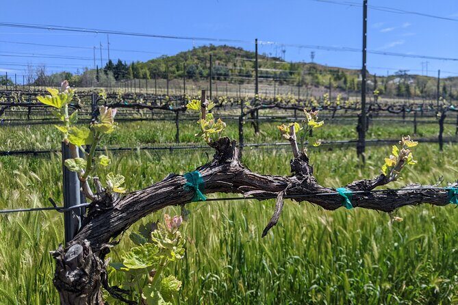 Full-Day Tour of Rogue Valley Wineries - Why This Tour Offers Great Value
