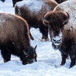 Full Day Wildlife Photography Tour In Yellowstone National Park - An In-Depth Look at the Yellowstone Wildlife Photography Tour