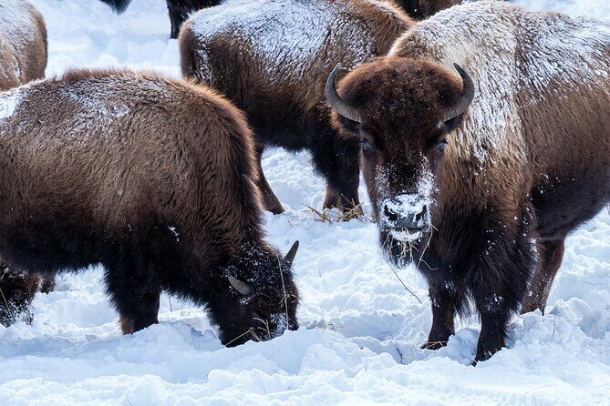 Full Day Wildlife Photography Tour In Yellowstone National Park - An In-Depth Look at the Yellowstone Wildlife Photography Tour