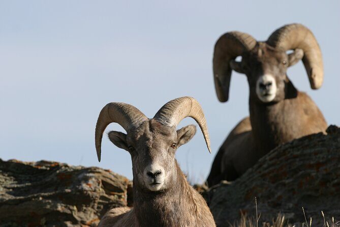 Full Day Wildlife Tour in Yellowstone Lamar Valley to Canyon - The Practical Side: Transportation, Timing, and Cost