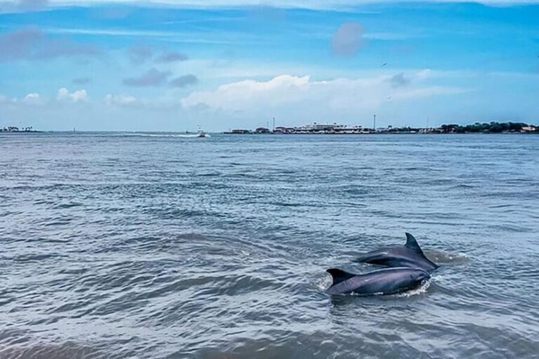 Galveston: Dolphin-Watching Cruise - The Value of the Experience