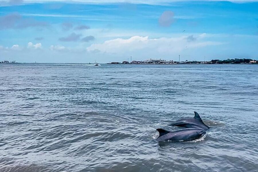 Galveston: Dolphin-Watching Cruise - The Value of the Experience