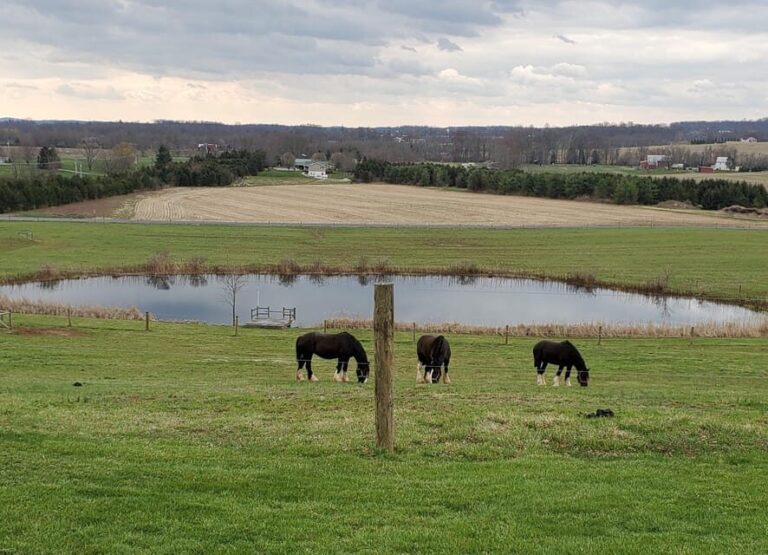 Gettysburg: Horse-Drawn Carriage Tour Countryside & Orchards - What to Expect During the Tour
