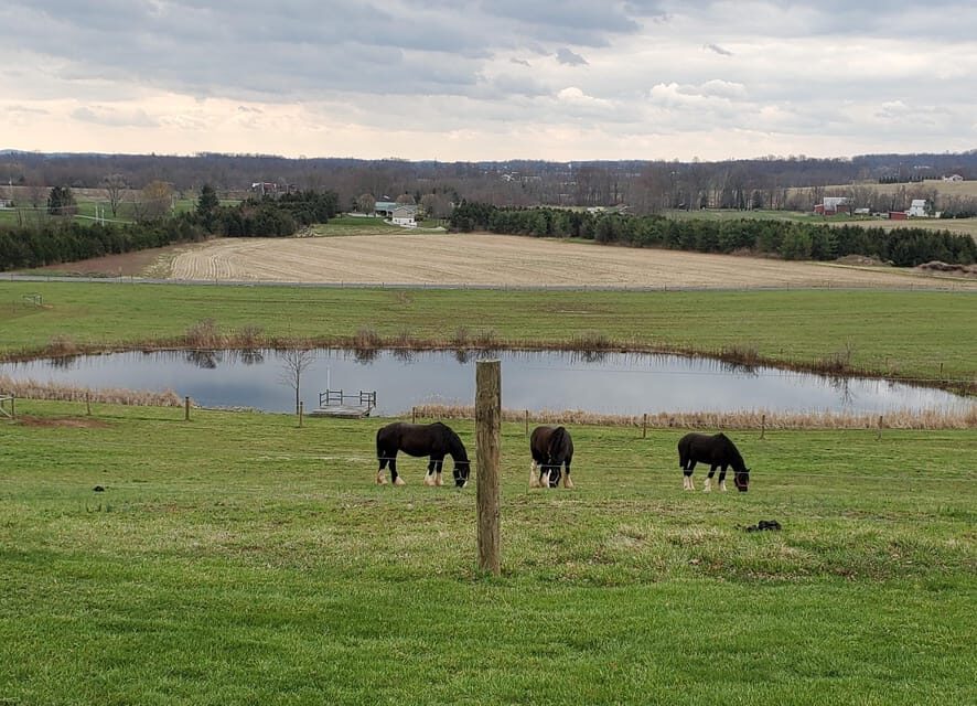 Gettysburg: Horse-Drawn Carriage Tour Countryside & Orchards - What to Expect During the Tour