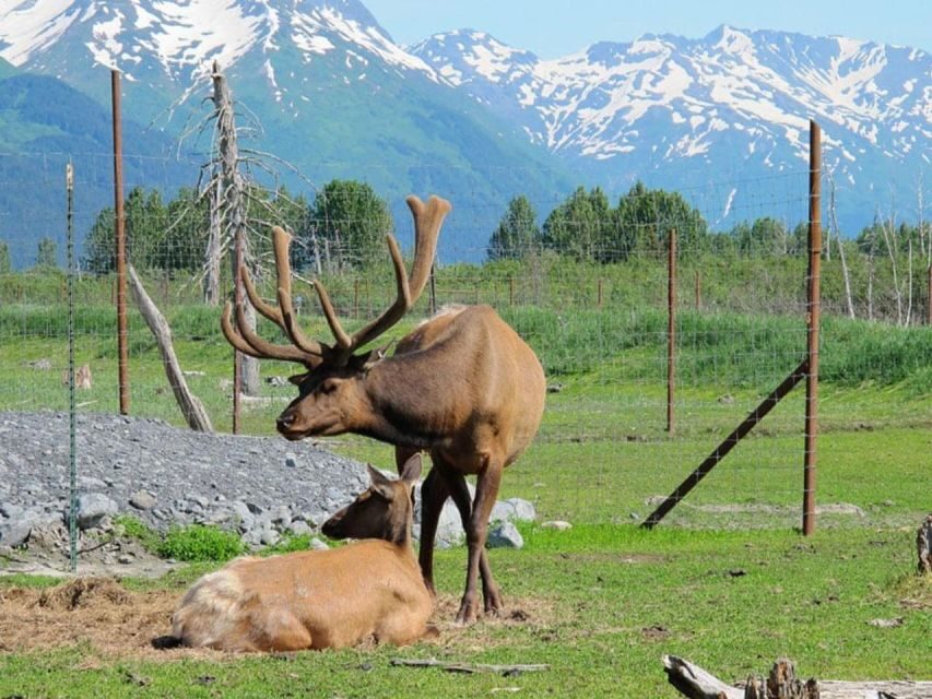 Girdwood: Bears, Trains, & Icebergs Tour - Whats Included and What to Consider