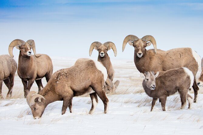 Grand Teton and Native American Petroglyph Tour - FAQ