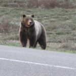 Grand Teton National Park: Full-Day Tour with Boat Ride - The Value and Practicalities