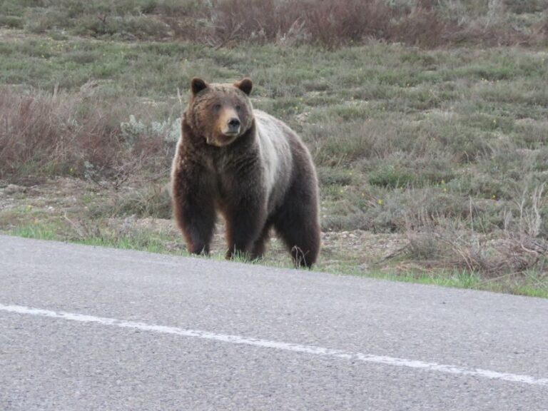 Grand Teton National Park: Full-Day Tour with Boat Ride - The Value and Practicalities