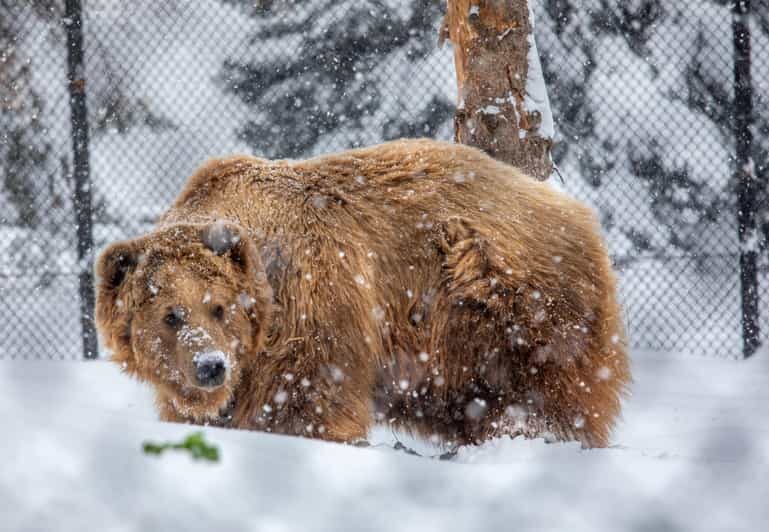 Great Plains Zoo - The Visitor Experience: From Entry to Exit