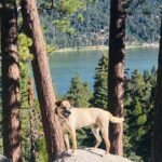 Guided Hiking Tour in Big Bear with Sunset Champagne toast on Private Dock - Authentic Insights from Reviewers